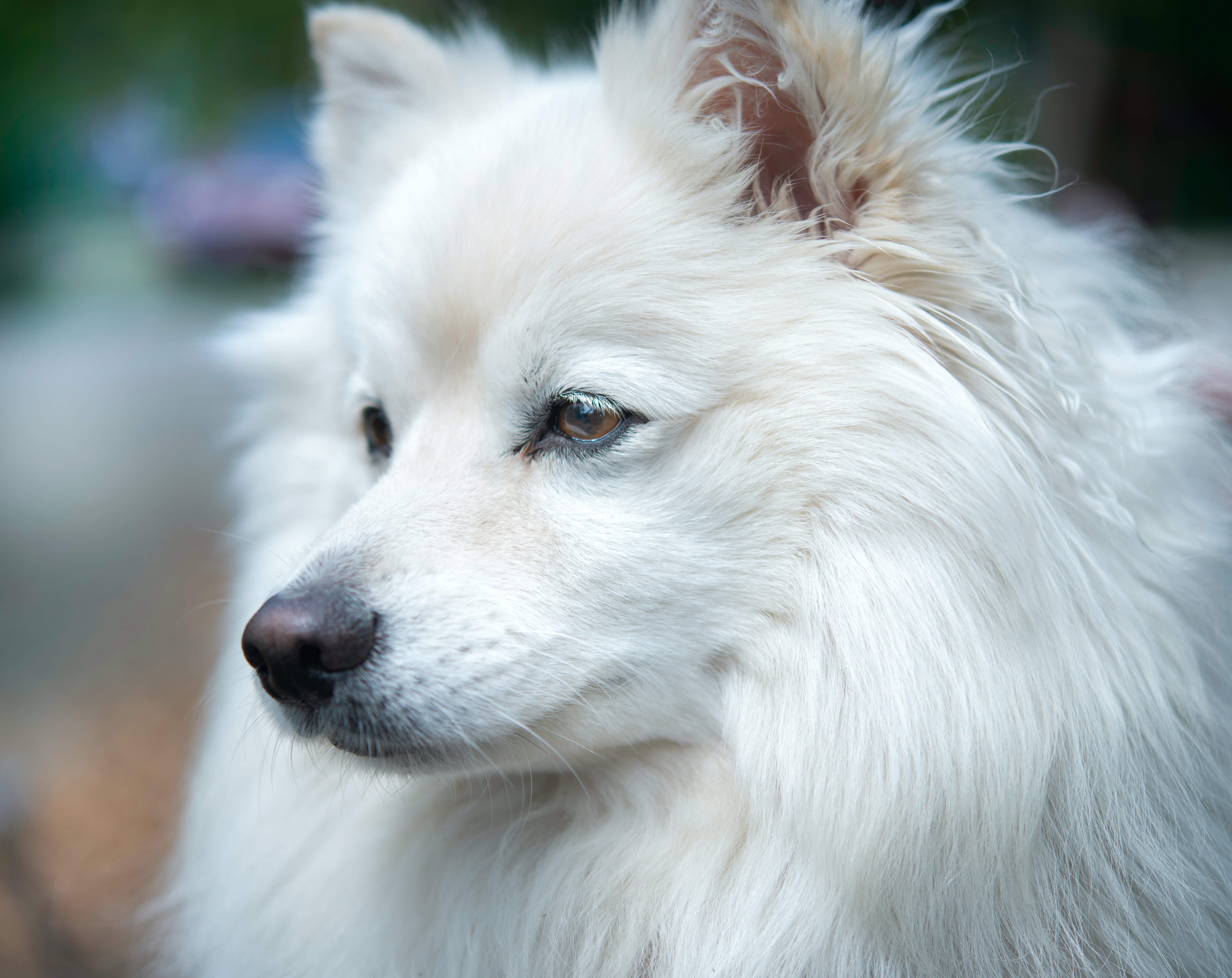 Plej Din Hund Japansk Spids