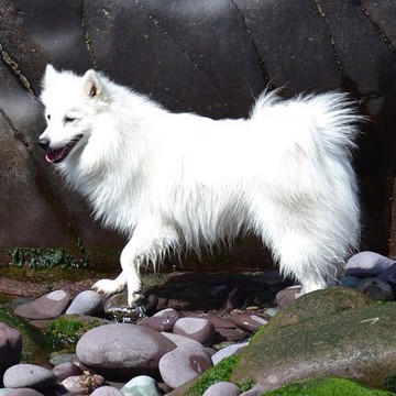 Japansk Spids Den Snehvide Hund Japansk Spids Den Snehvide Hund