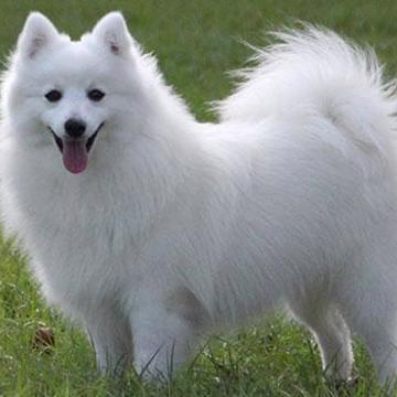 Japanese Spitz 06 Japanese Spitz 06